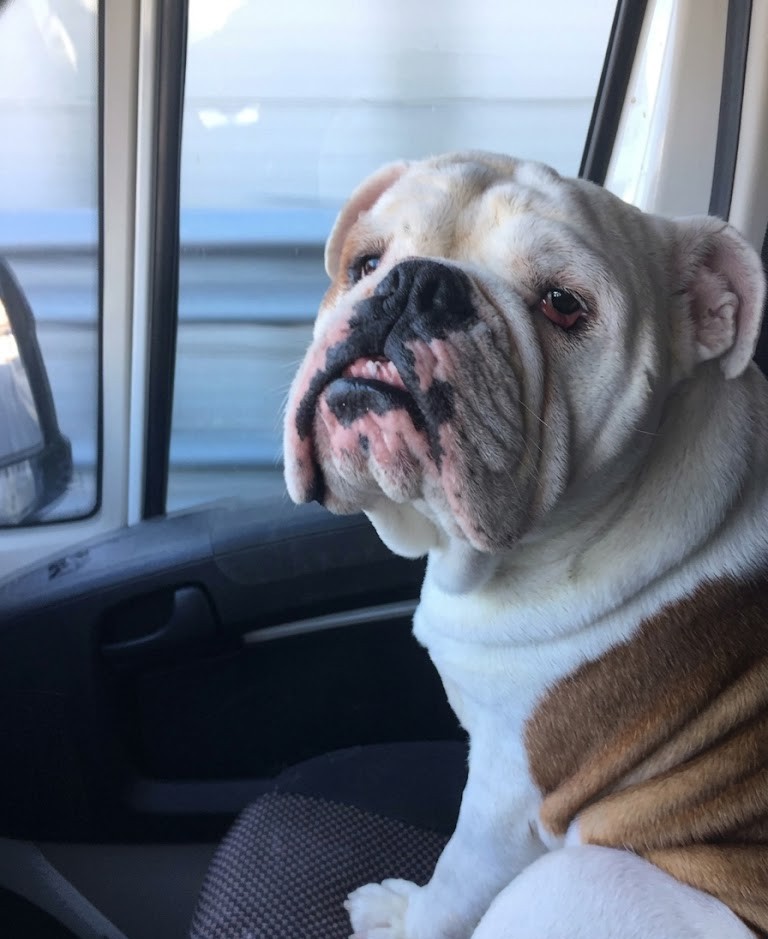 Bruno — English Bulldog co-pilota