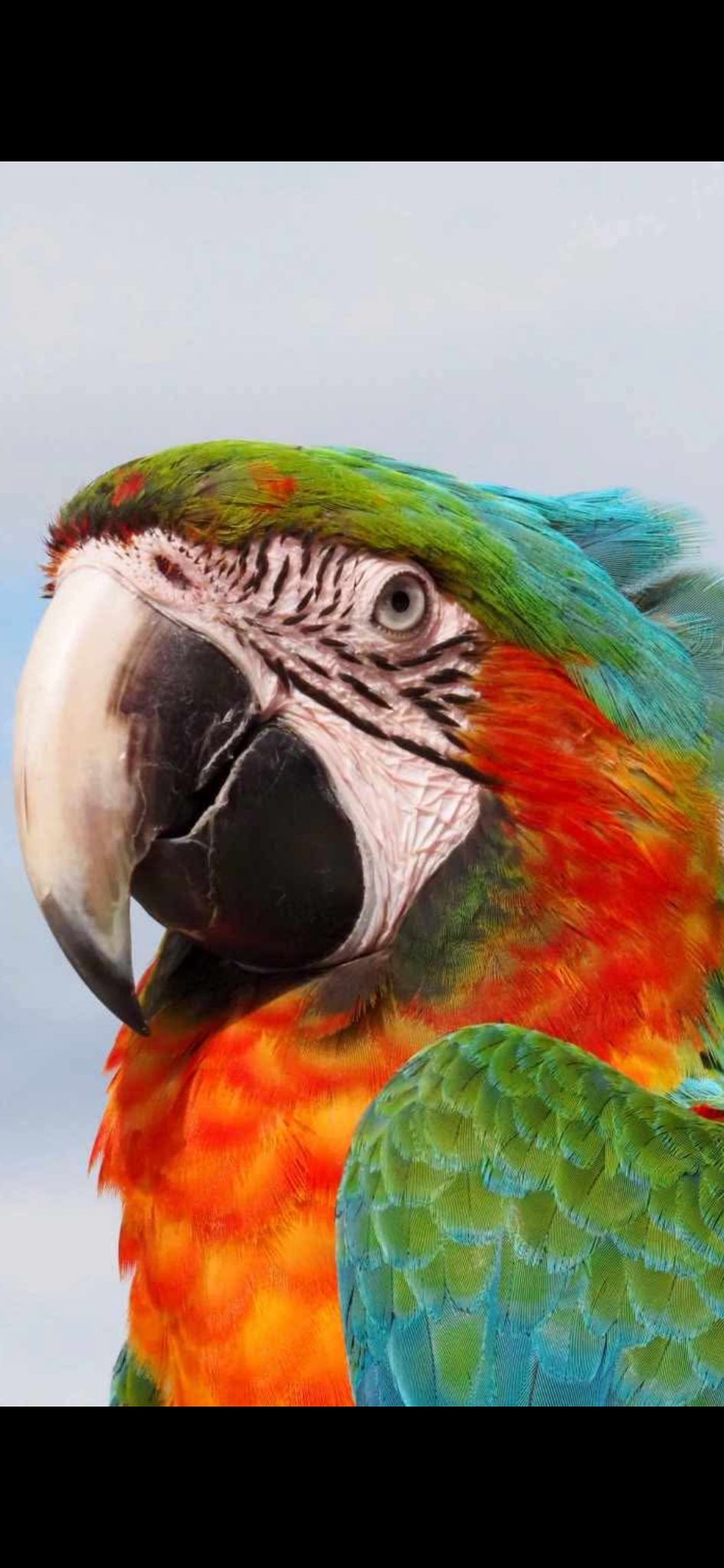 Ritratto ravvicinato del macaw