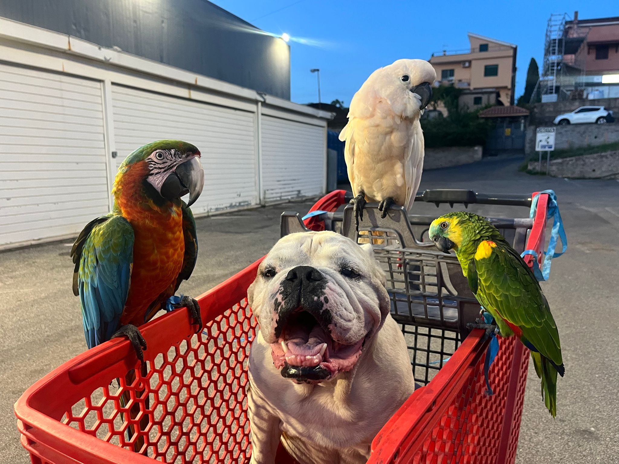 Bruno e i pappagalli — angolazione 3