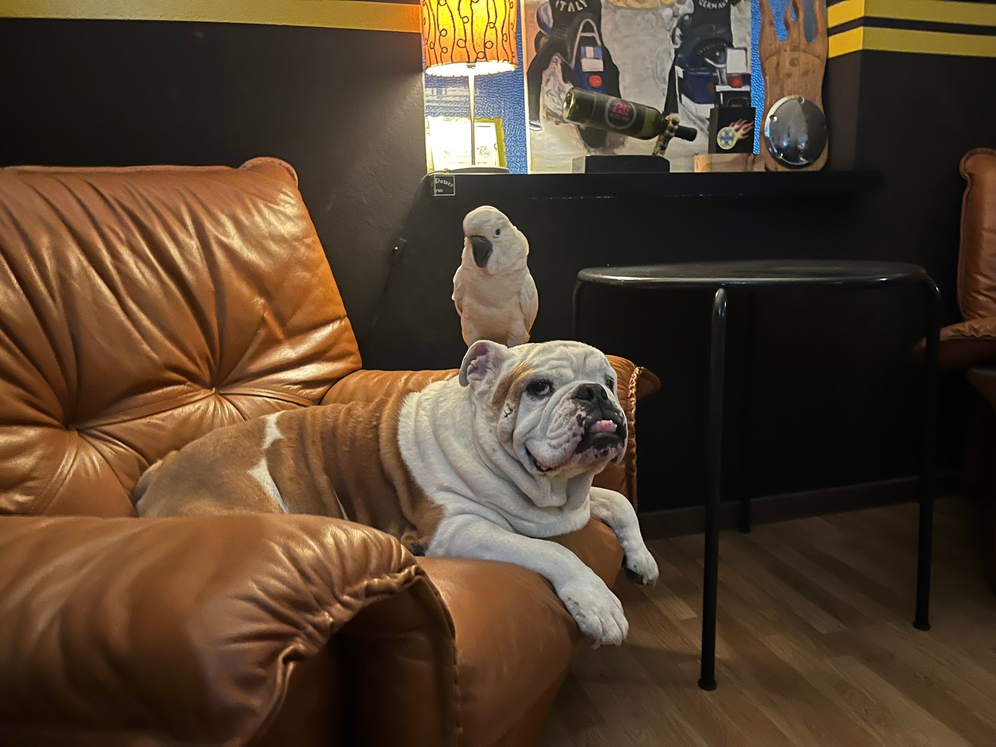 Il bulldog e il cacatua sul divano